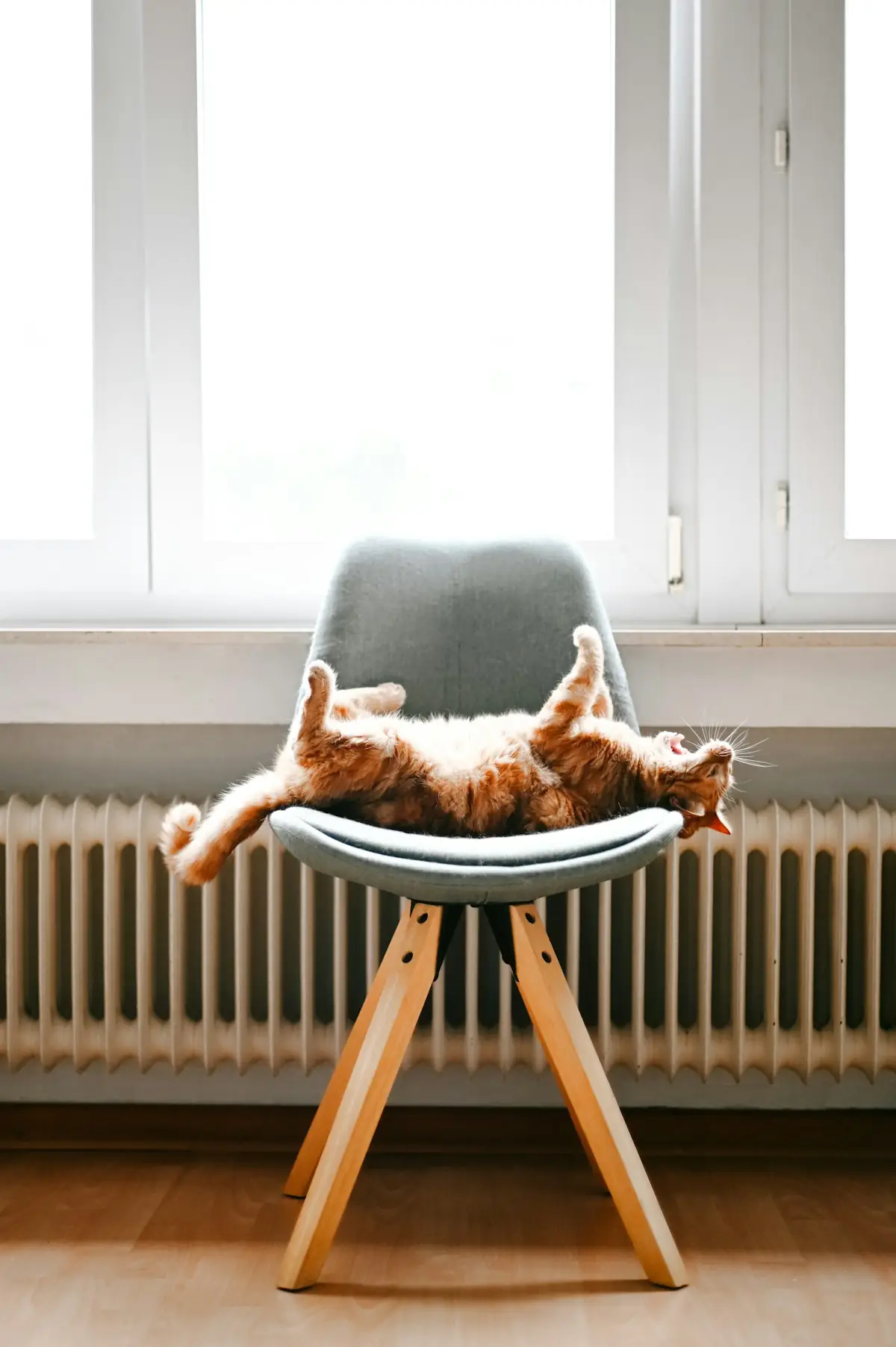 A cat stretched out on a chair beside a warm radiator